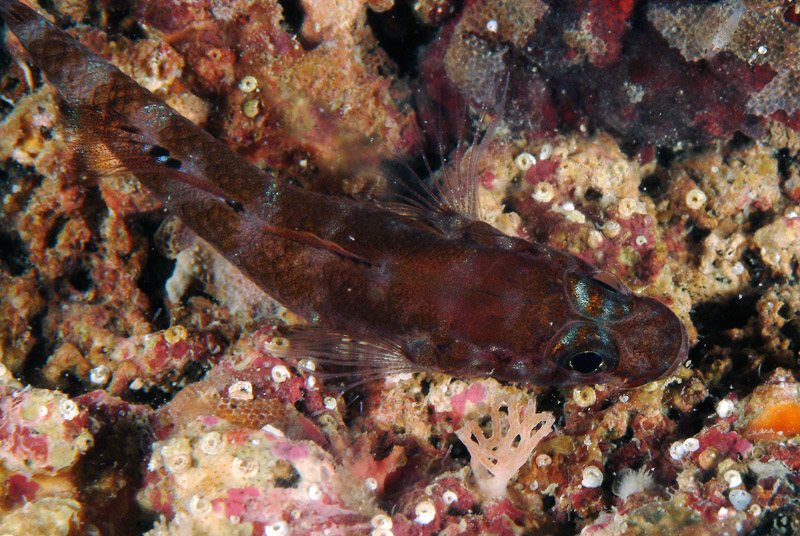 Gammogobius steinizi